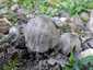 Barnapikkelyes tintagomba (Coprinopsis romagnesiana), Budapest